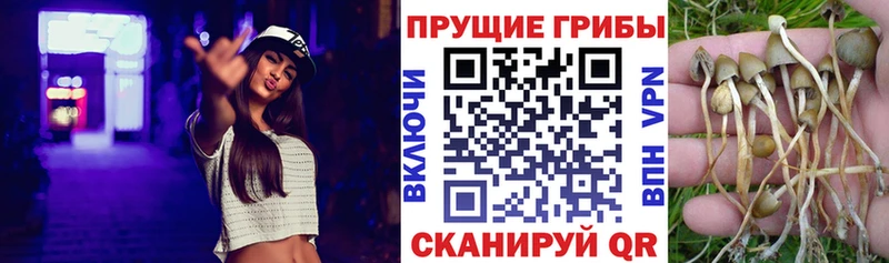 дарнет шоп  Таганрог  omg сайт  Псилоцибиновые грибы мухоморы 
